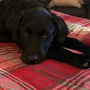 Meet your Posher, Darla